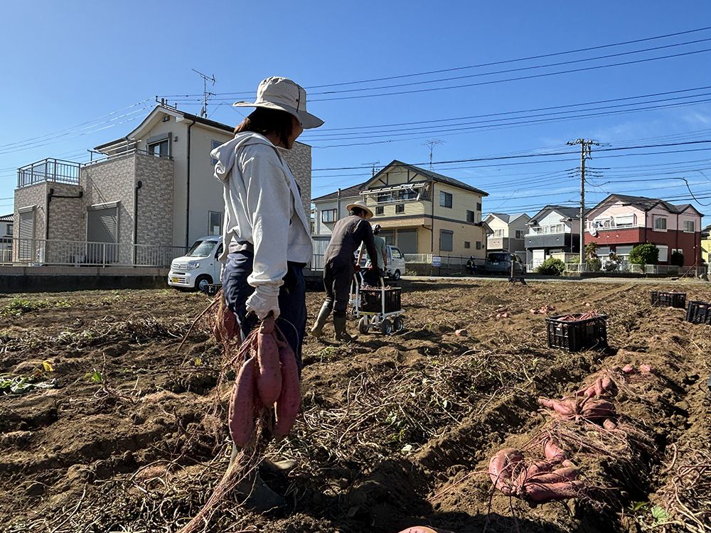 芋と戯れる